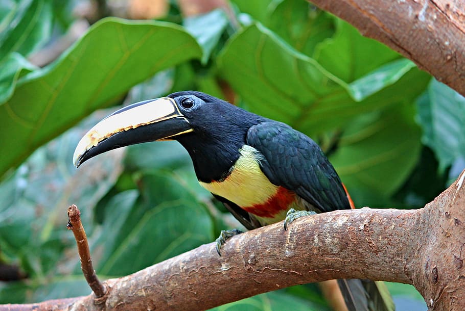 Toucan, Black Macaws Sari, pteroglossus aracari, bird, tropical, HD wallpaper