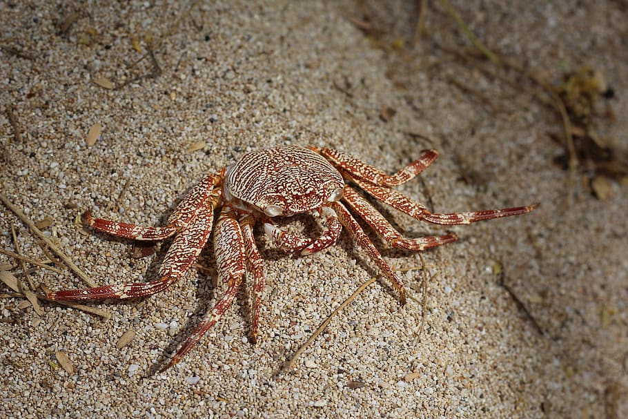 crab, nature, crustacean, sand, shellfish, animal themes, animal wildlife HD wallpaper