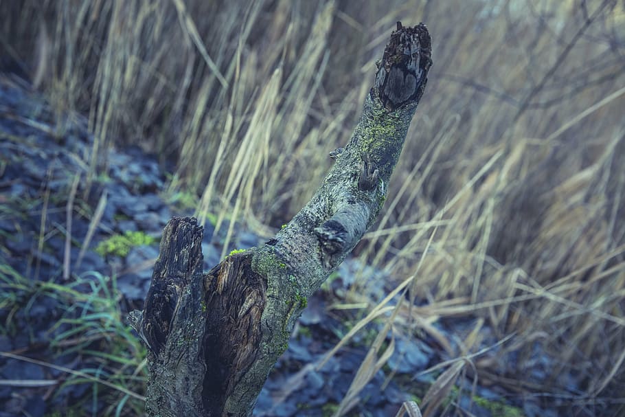 forest, tree, nature, landscape, pine cones, mood, branch branches HD wallpaper
