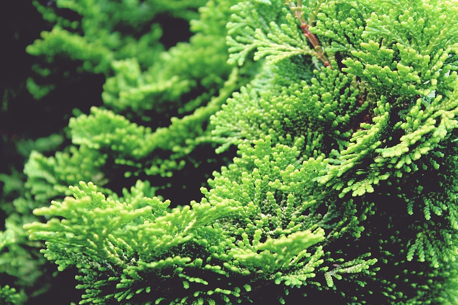 green leafed pine tree, Hinoki, Cypress, Cypress Tree, plant HD wallpaper