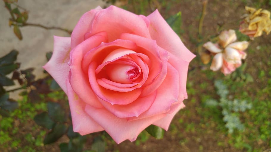 rosa, flower, spring, plant, rose, flowering plant, rose - flower HD wallpaper