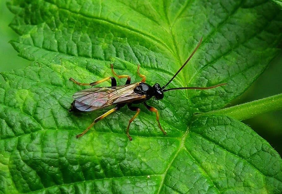 Bug, Wasp, Fly, Insect, Sting, Antenna, hornet, buzz, leaf HD wallpaper