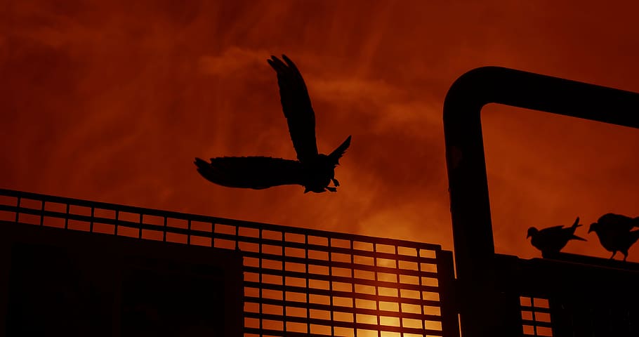 sunset, birds, nature, silhouette, animal wildlife, animals in the wild HD wallpaper