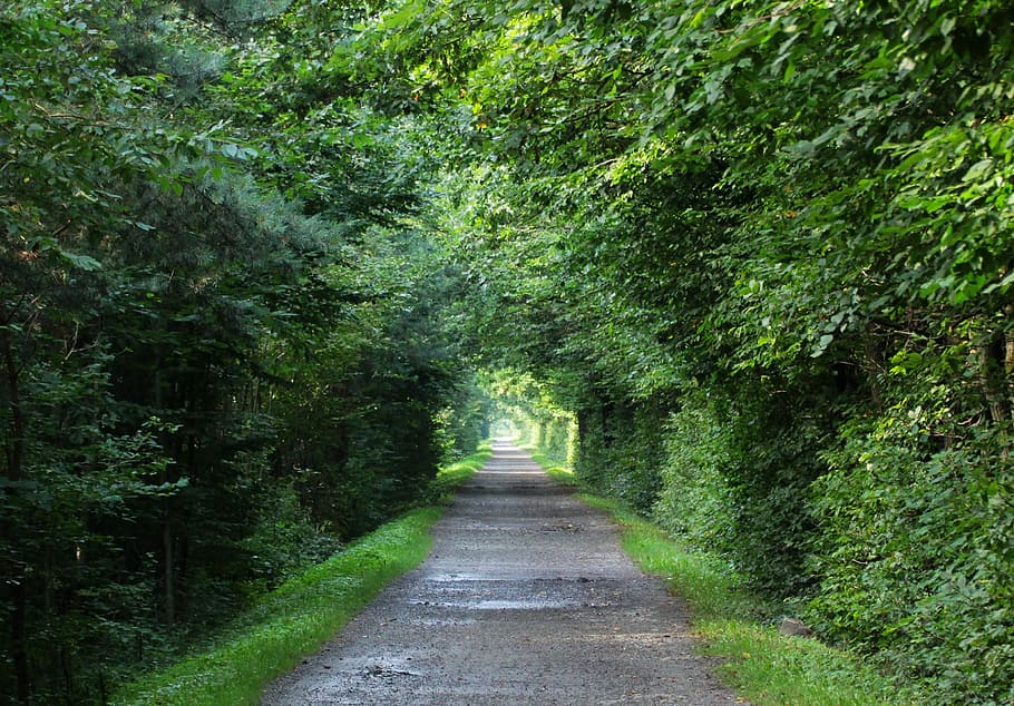 gray pathway between trees, the path, forests, spacer, foliage HD wallpaper