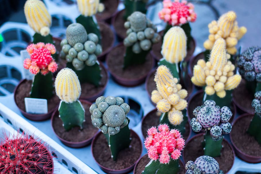 variety of flowering cacti, assorted-variety of cactus plants in pot, HD wallpaper