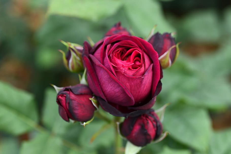 rose, buds, flowers, flowering plant, beauty in nature, rose - flower HD wallpaper