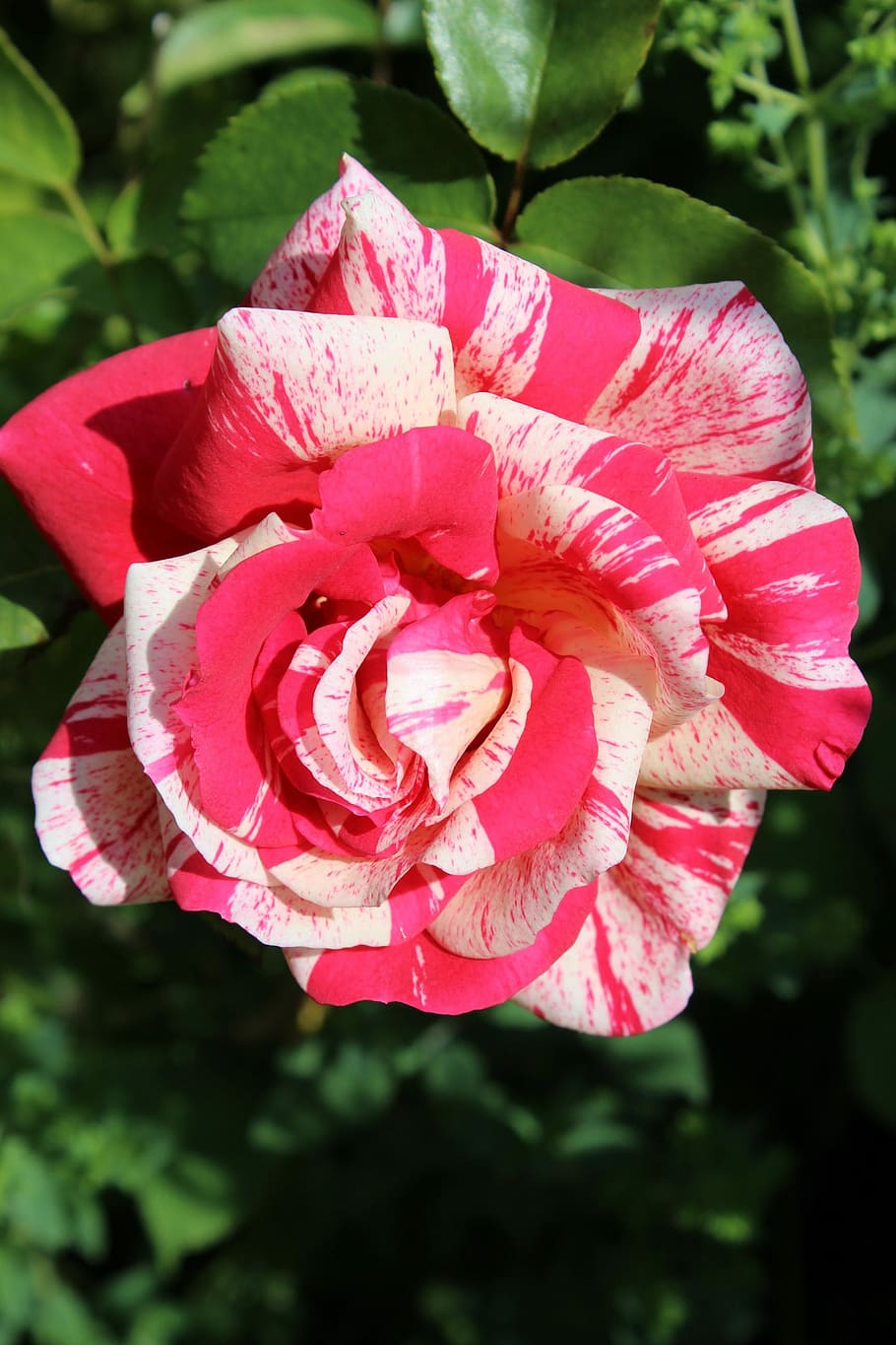 White, Rose, white pink, pink white, rose bloom, fragrant rose, HD wallpaper