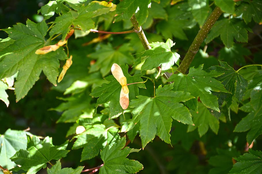maple, seeds, tree, closeup, leaf, branch, summer, green, whirlybirds HD wallpaper