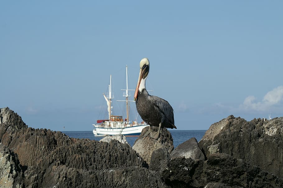 brown pelican on rock with sailboat background, pelikan, boot, HD wallpaper
