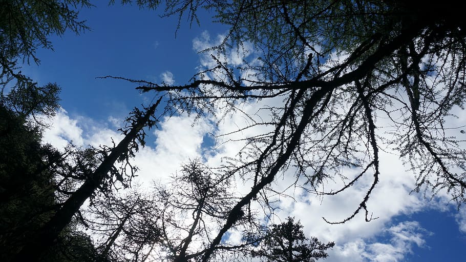 forest, tree, wood, woods, virgin forest, plant, sky, branch HD wallpaper