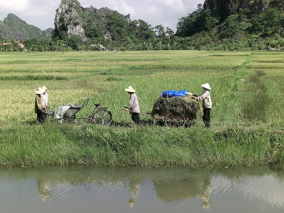 Farmers in Ninh Bình Province in Vietnam, photos, landscape, HD wallpaper