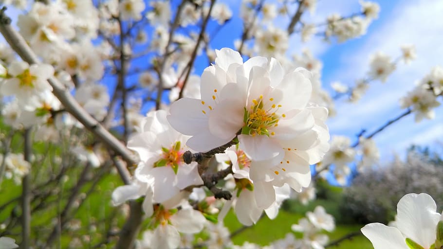 cherry flowers, spring, flowering plant, tree, freshness, beauty in nature HD wallpaper