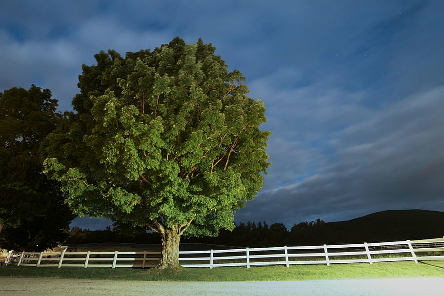 night, tree, plant, sky, cloud - sky, nature, no people, beauty in nature HD wallpaper