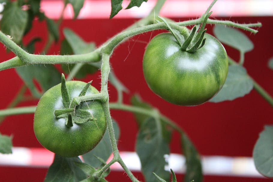 tomatoes, nature, vegetables, food and drink, healthy eating HD wallpaper