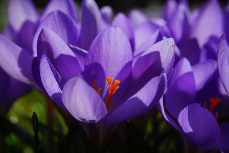 crocus, flower, spring, bühen, purple, blossom, bloom, spring flower, HD wallpaper