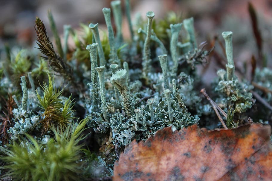 moss, forest, nature, plant, close-up, healthcare and medicine HD wallpaper