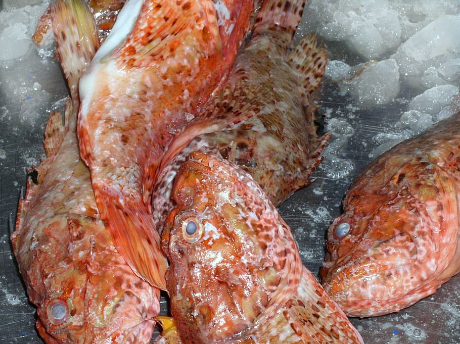 fish, red, ice, fin, sea, caught, fang, market, food and drink HD wallpaper