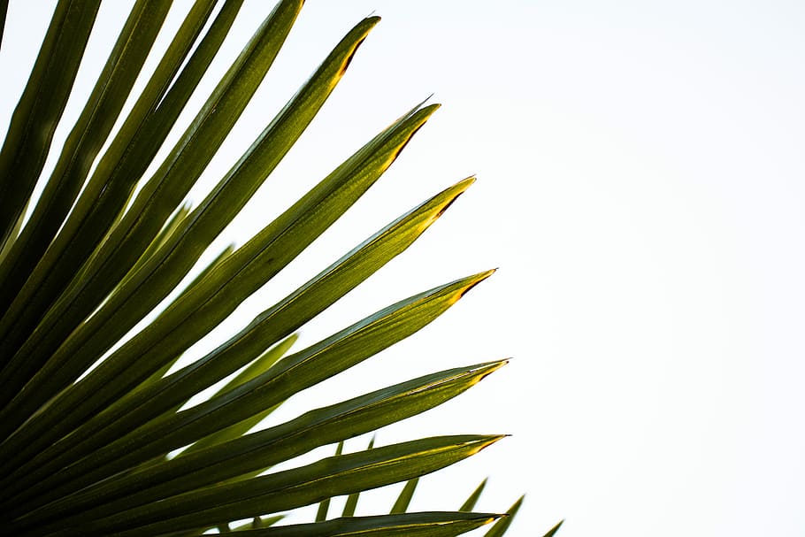 closeup photo of palm leaf, green plant with white background HD wallpaper