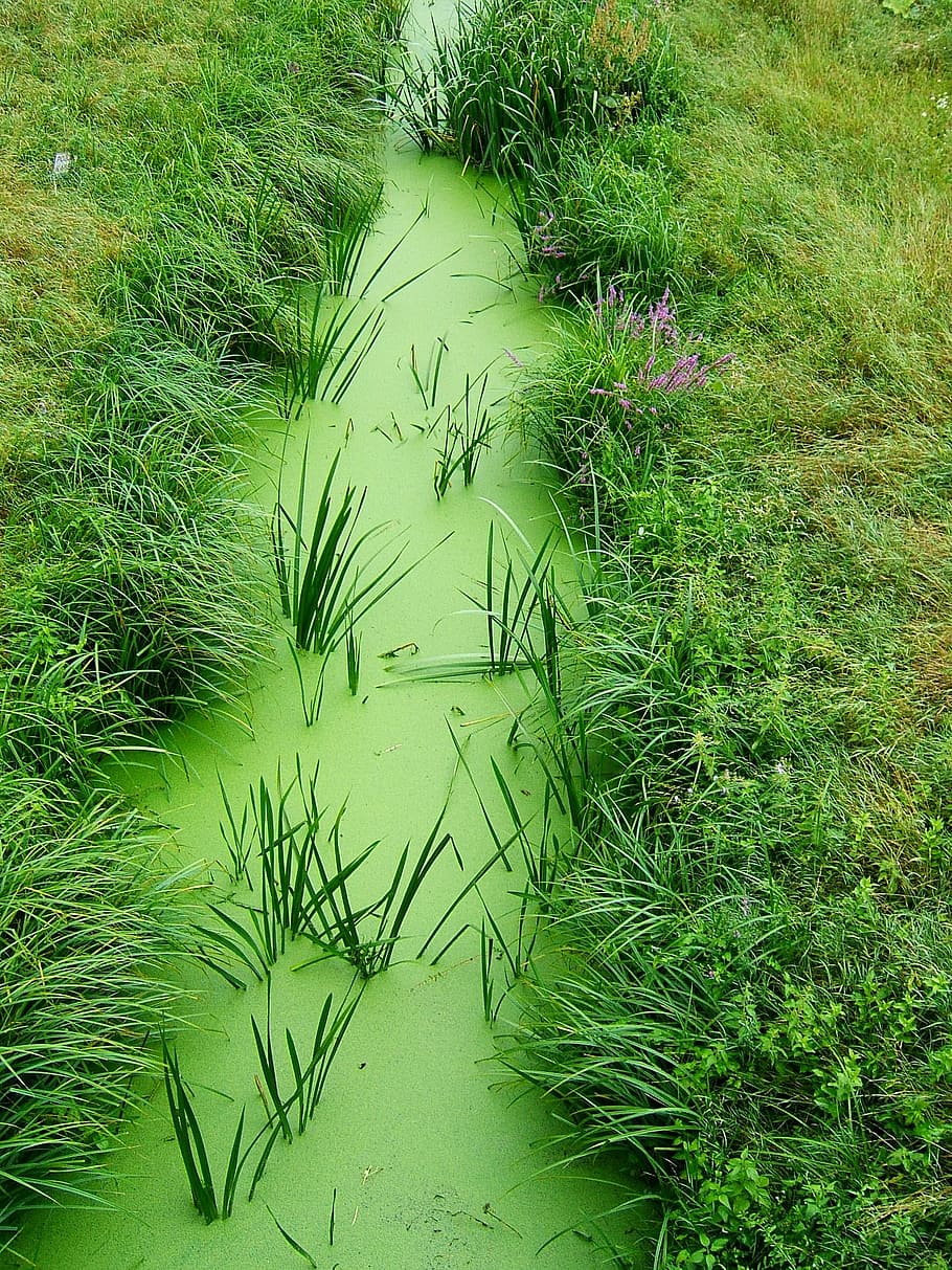 green, grass, nature, stream, žabinec, overgrown, green Color HD wallpaper