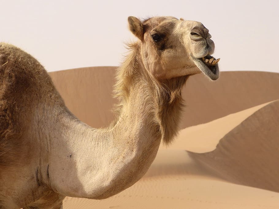 close-up photo of brown camel, Dromedary, Camel, Desert, animal, HD wallpaper