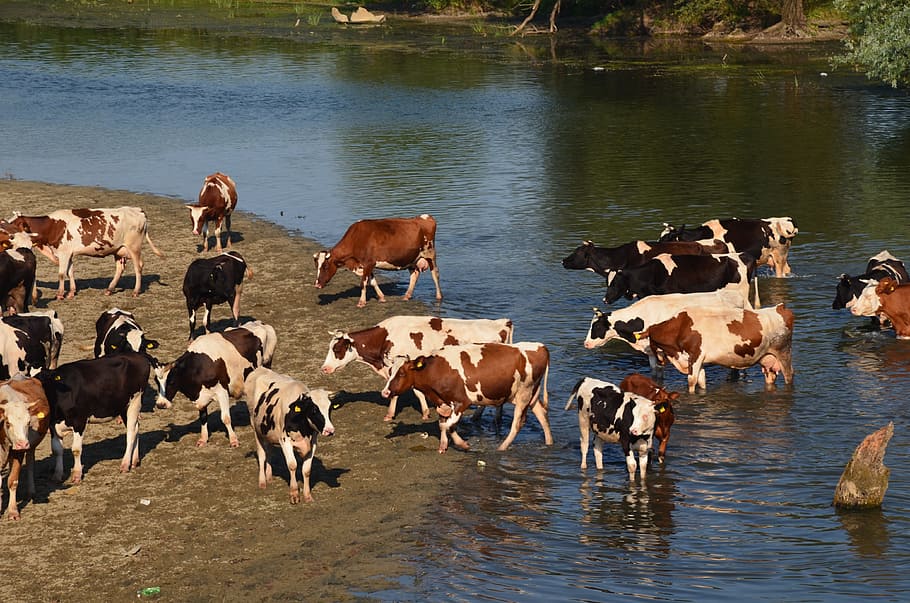 Cows, Animals, Farm, Beef, Nature, domestic, mammal, calf, agriculture, HD wallpaper