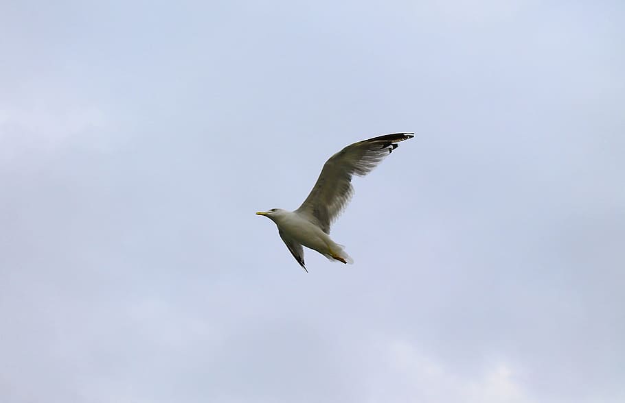 seagull, flight, wings, bird, ave, sky, fly, flying, nature HD wallpaper