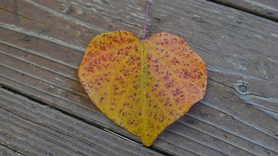 leaf, autumn, fall, nature, season, colorful, fallen, autumnal HD wallpaper