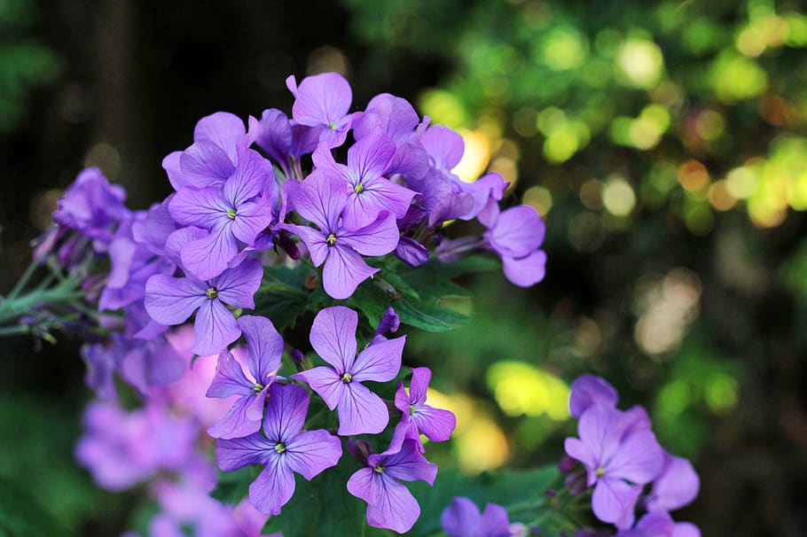 honesty, purple, flower, decorative, spring flowers, sunlight, HD wallpaper