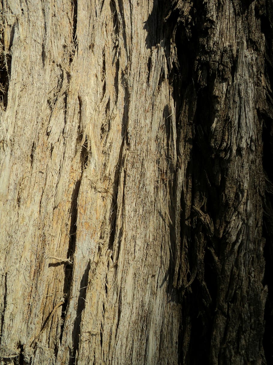 tree, tree trunk, bark, nature, wood, natural, outdoors, timber HD wallpaper