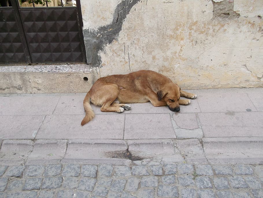 cute, dog, asleep, mammal, one animal, pets, animal themes HD wallpaper