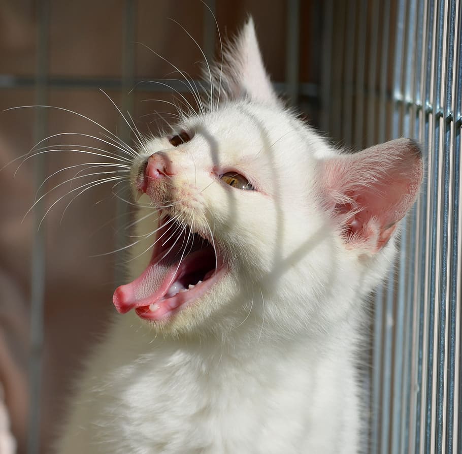 cry, scream, kitten, cat, animal welfare, mammal, domestic animals