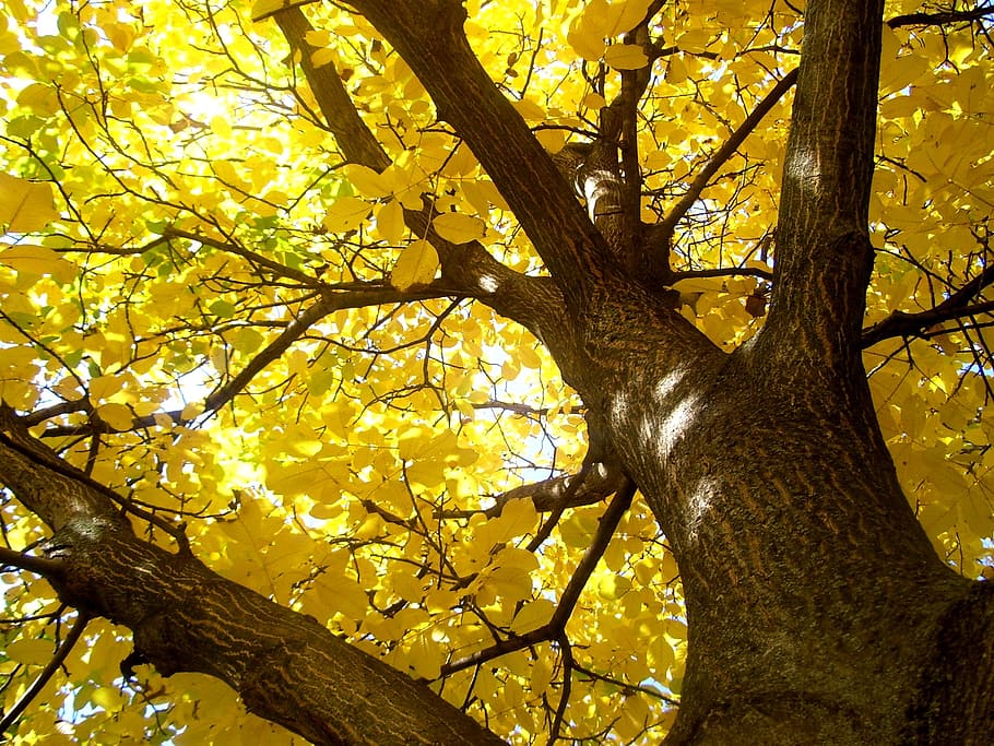 low angle photo of yellow leaf tree, autumn, wood, ethnographic open air museum, HD wallpaper
