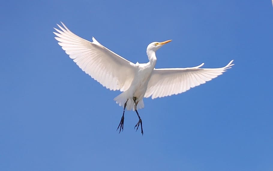 capture image of a flying crane, cattle egret, bird, sky, clouds, HD wallpaper