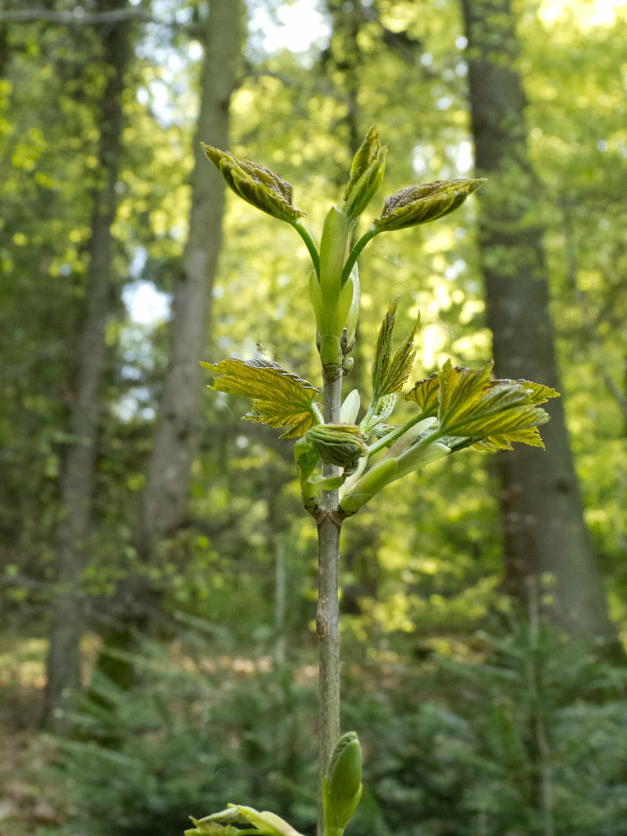 bud, plant, forest, meadow, trees, lichen, nature, green, growth HD wallpaper