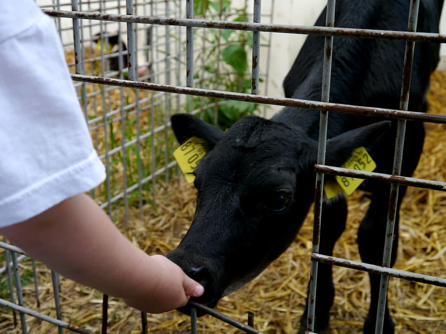 calf, feed, straw, stall, black, petting zoo, farm, mammal HD wallpaper