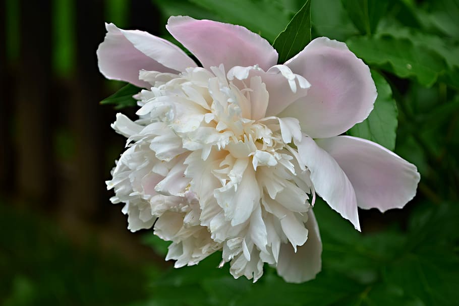 flower, garden, rose, macro, flowering plant, beauty in nature HD wallpaper