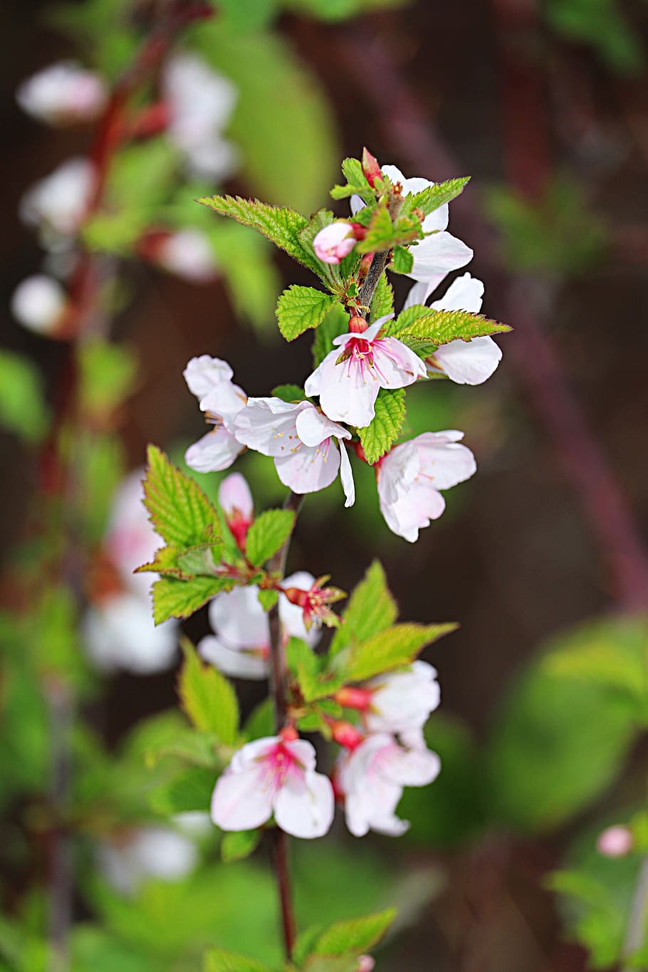 nature, flower, leaf, flora, tree, blooming, floral, closeup HD wallpaper