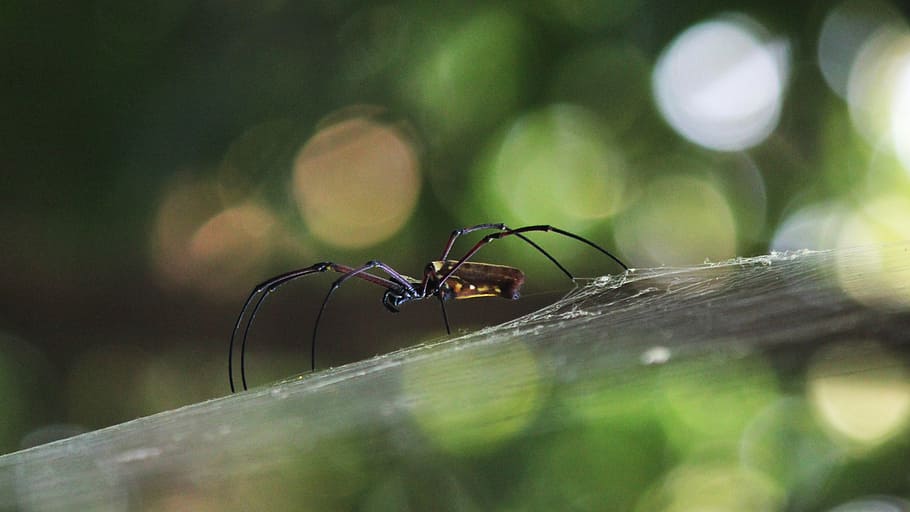 web, spider, nature, insect, invertebrate, animal wildlife HD wallpaper