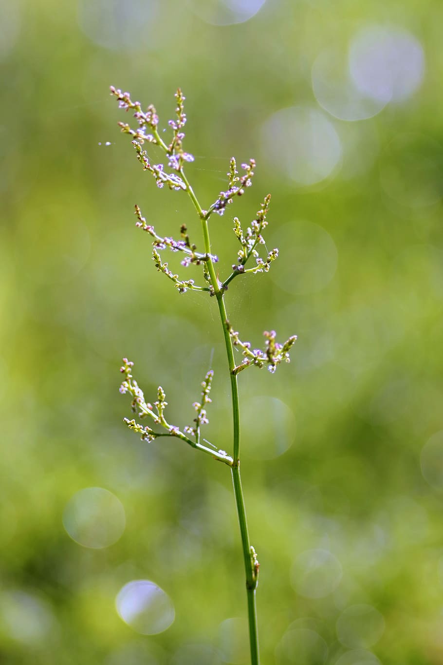 sprig, weed, green, bokeh, blurred background, nature, plant, HD wallpaper