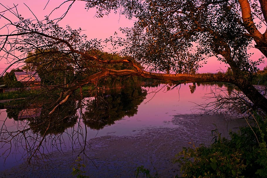 summer, evening, lake, water, tree, reflection, tranquility HD wallpaper