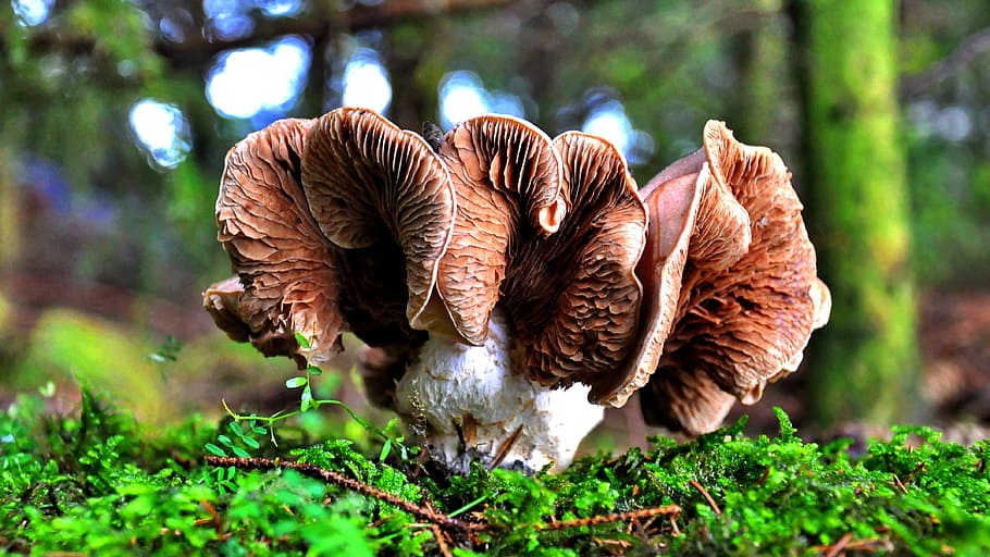 mushroom, forest, nature, pine, animal themes, plant, mammal HD wallpaper