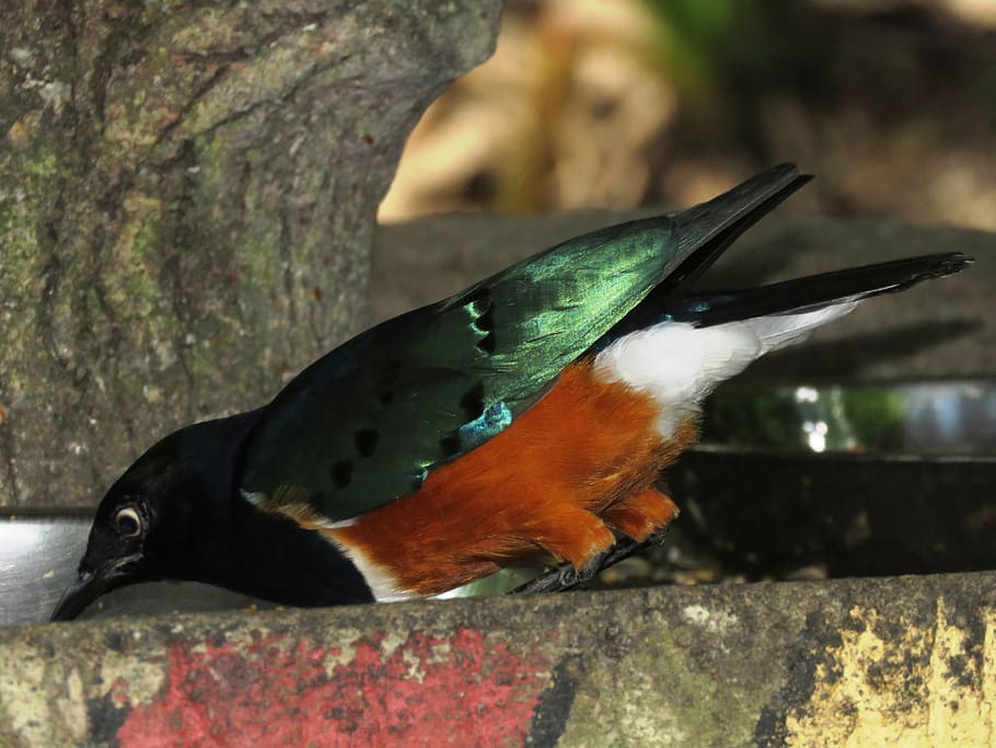 Bird, Feed, Eating, Beautiful, animal, wildlife, nature, beak HD wallpaper