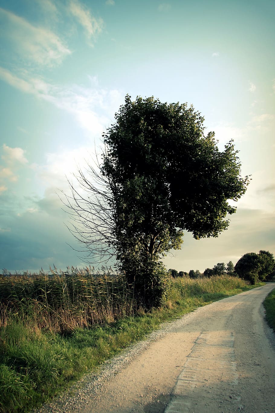tree, way, nature, landscape, the path, spacer, green, lane HD wallpaper