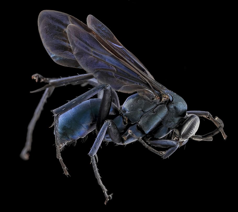 spider wasp, insect, macro, mounted, wildlife, nature, wings HD wallpaper