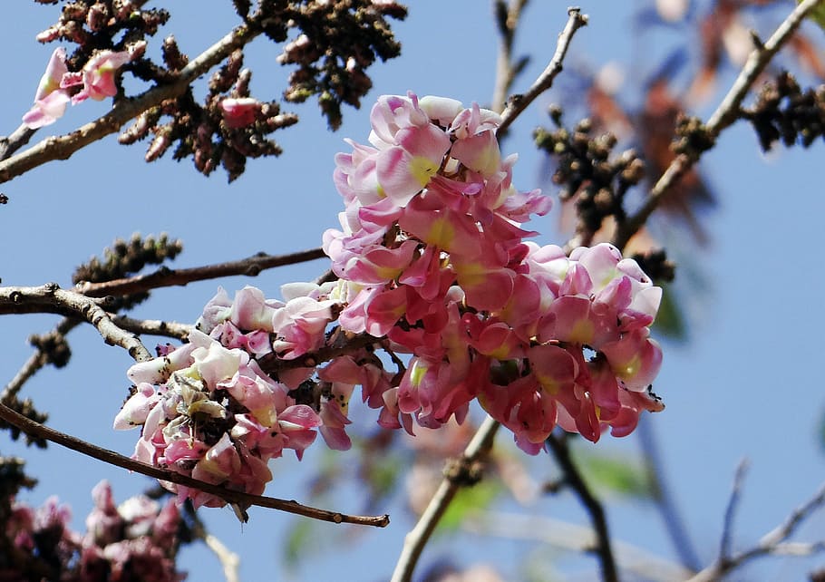 Cassia, Pink, Wildflower, cassia pink, flowering tree, hubli, HD wallpaper