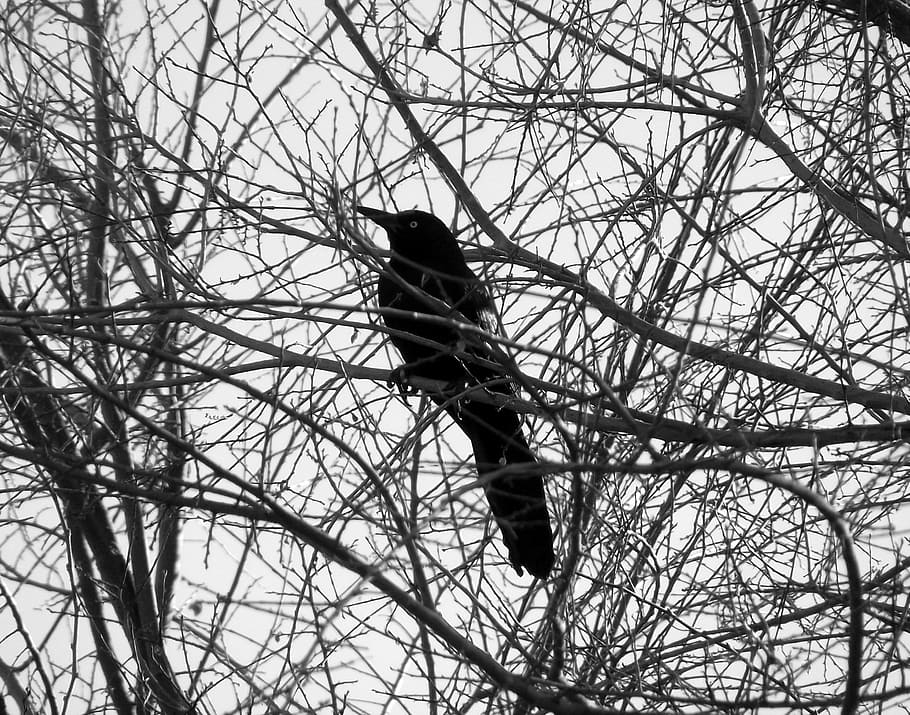 Bird, Tree, Branch, black, perched, forest, avian, fauna, flora HD wallpaper