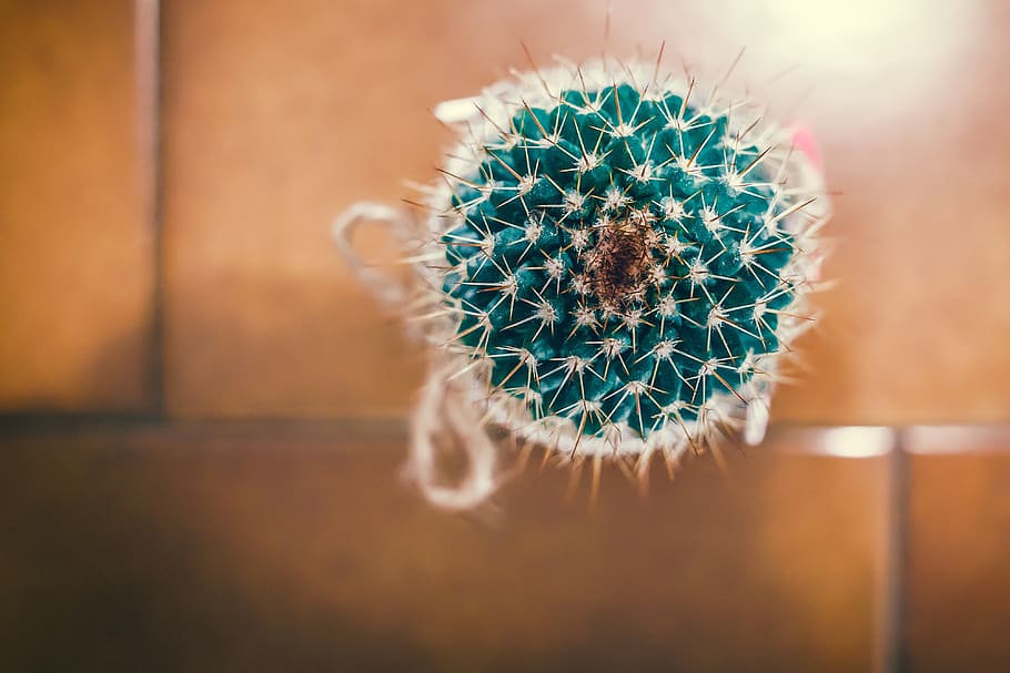 plant, green, thorns, succulent plant, cactus, growth, close-up HD wallpaper