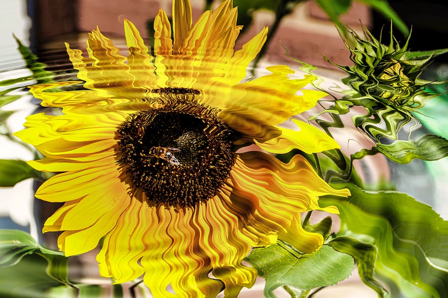 sunflower, nature, insect, flowering plant, flower head, yellow HD wallpaper