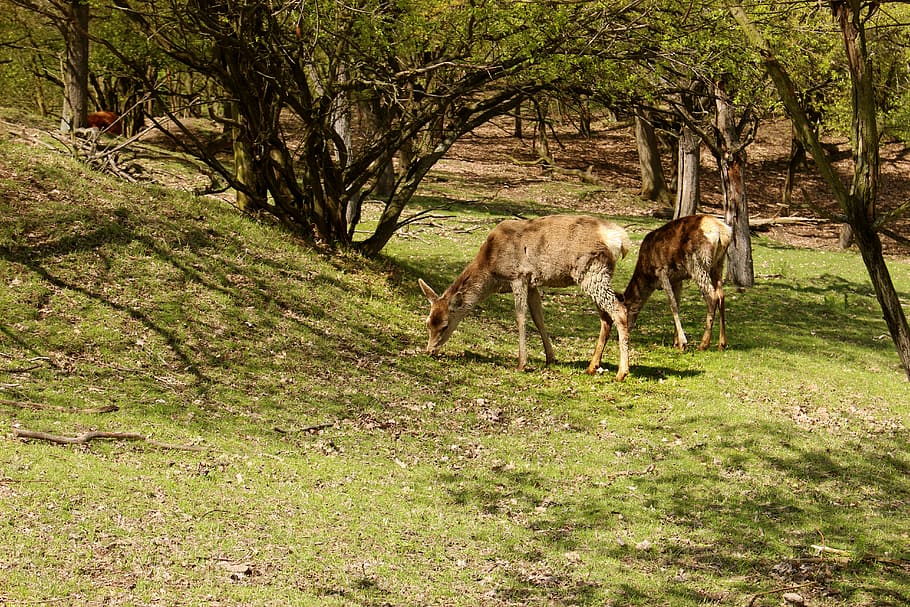 animal, tree, forest, animals, wild animal, nature, park, mammal HD wallpaper