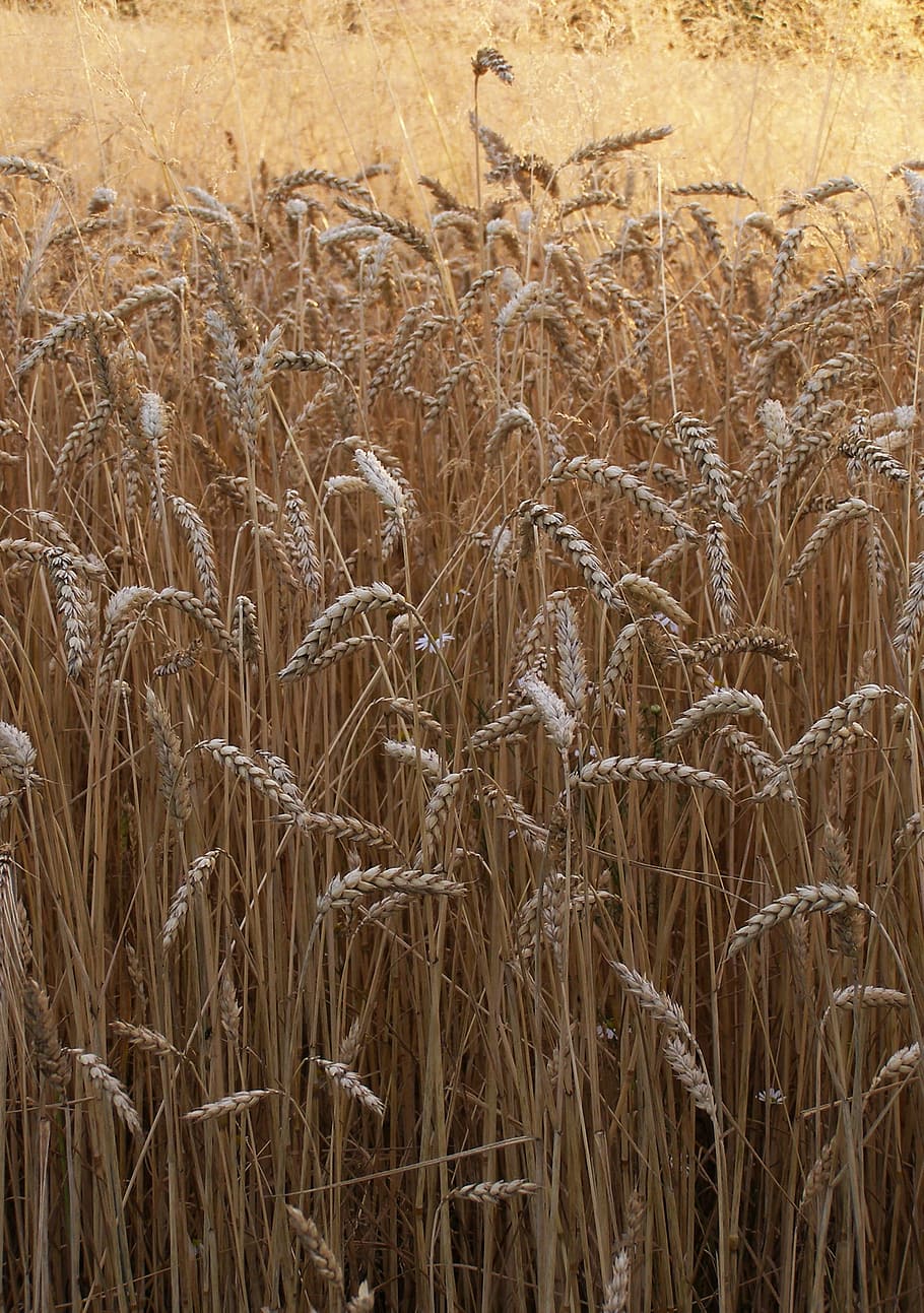Wheat, Corn, Ears, Grains, Mature, Field, harvest, agriculture HD wallpaper